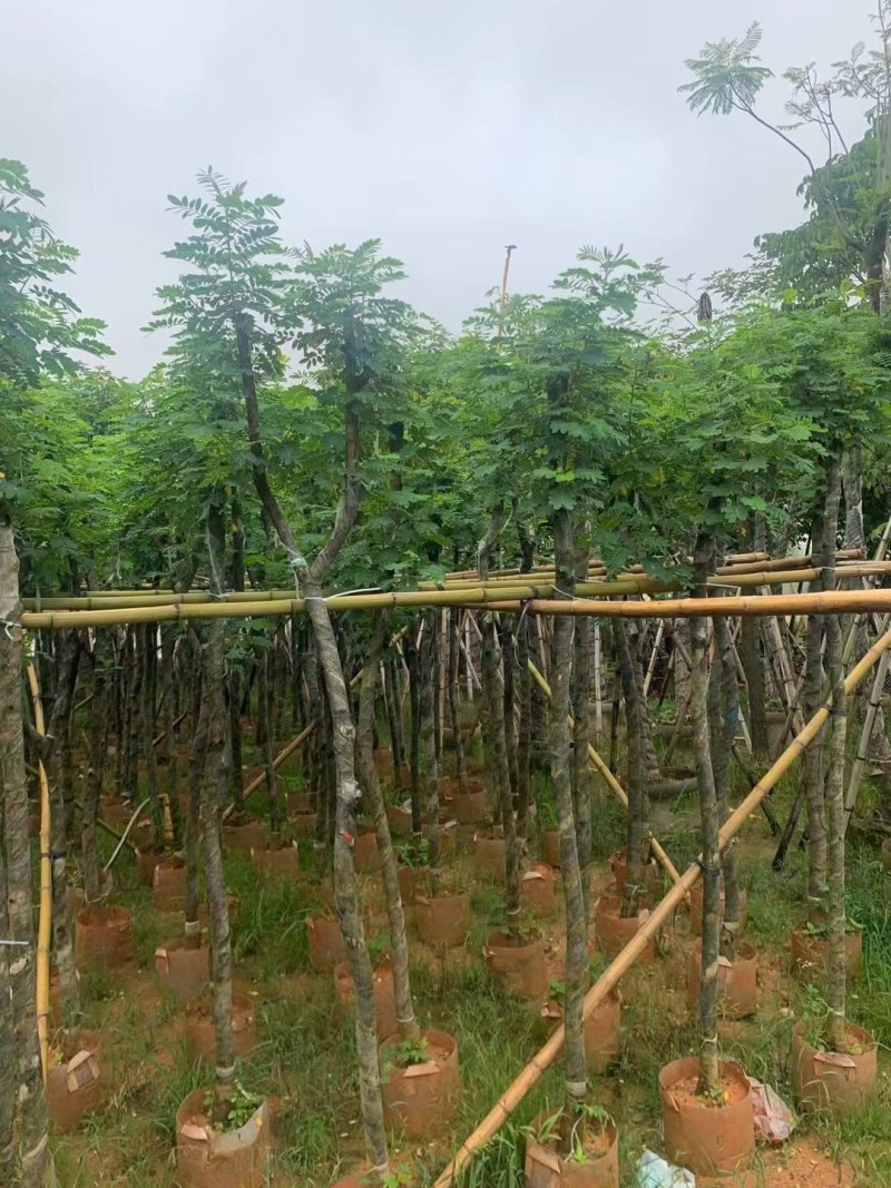 黄槐3-4-5-8-10-12分袋苗各种规格大量现货供应