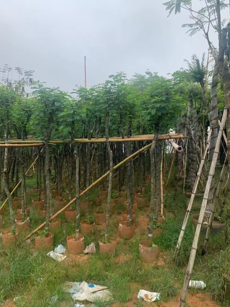 黄槐3-4-5-8-10-12分袋苗各种规格大量现货供应