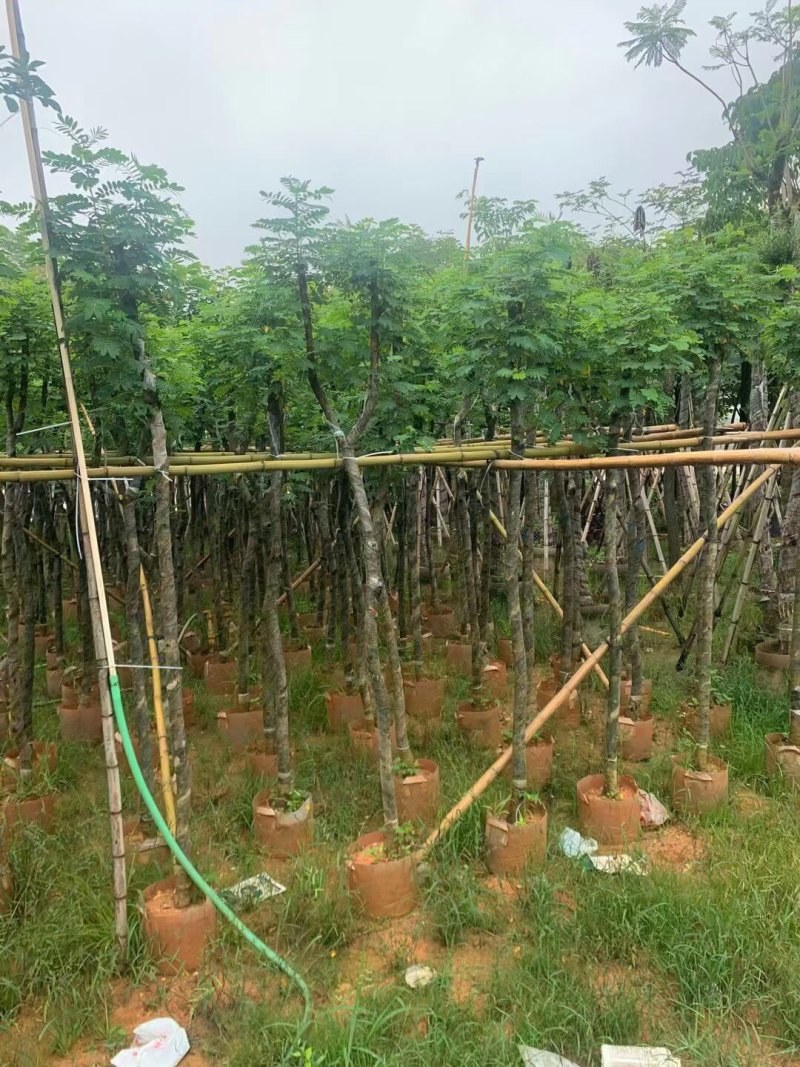 黄槐3-4-5-8-10-12分袋苗各种规格大量现货供应