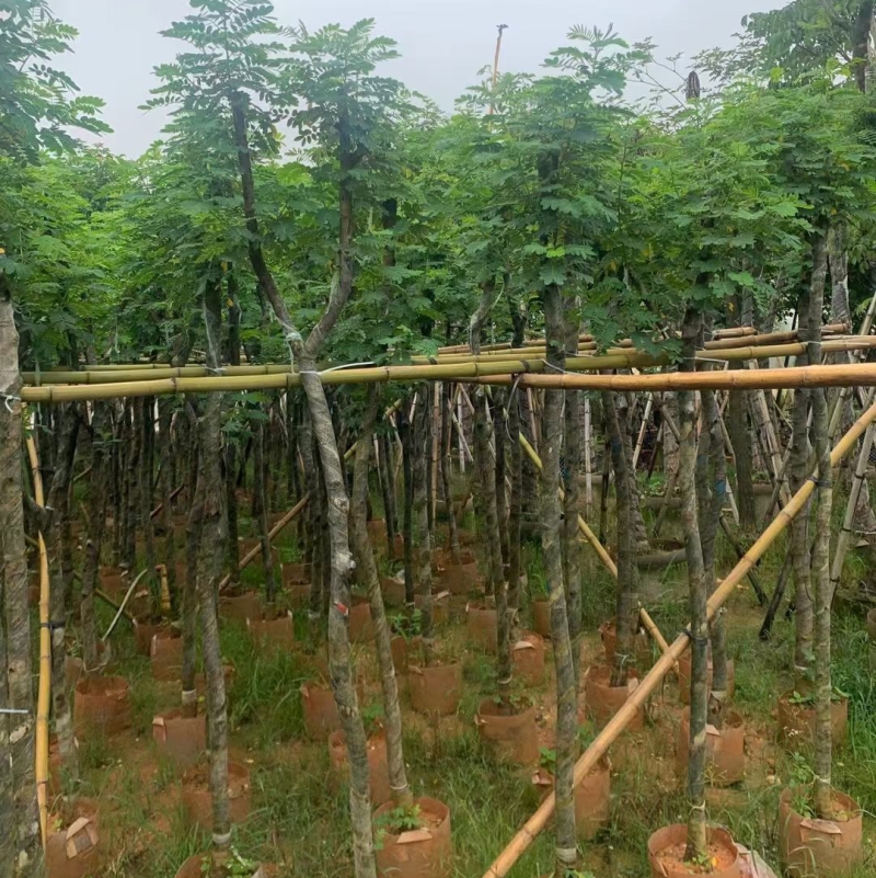 黄槐3-4-5-8-10-12分袋苗各种规格大量现货供应