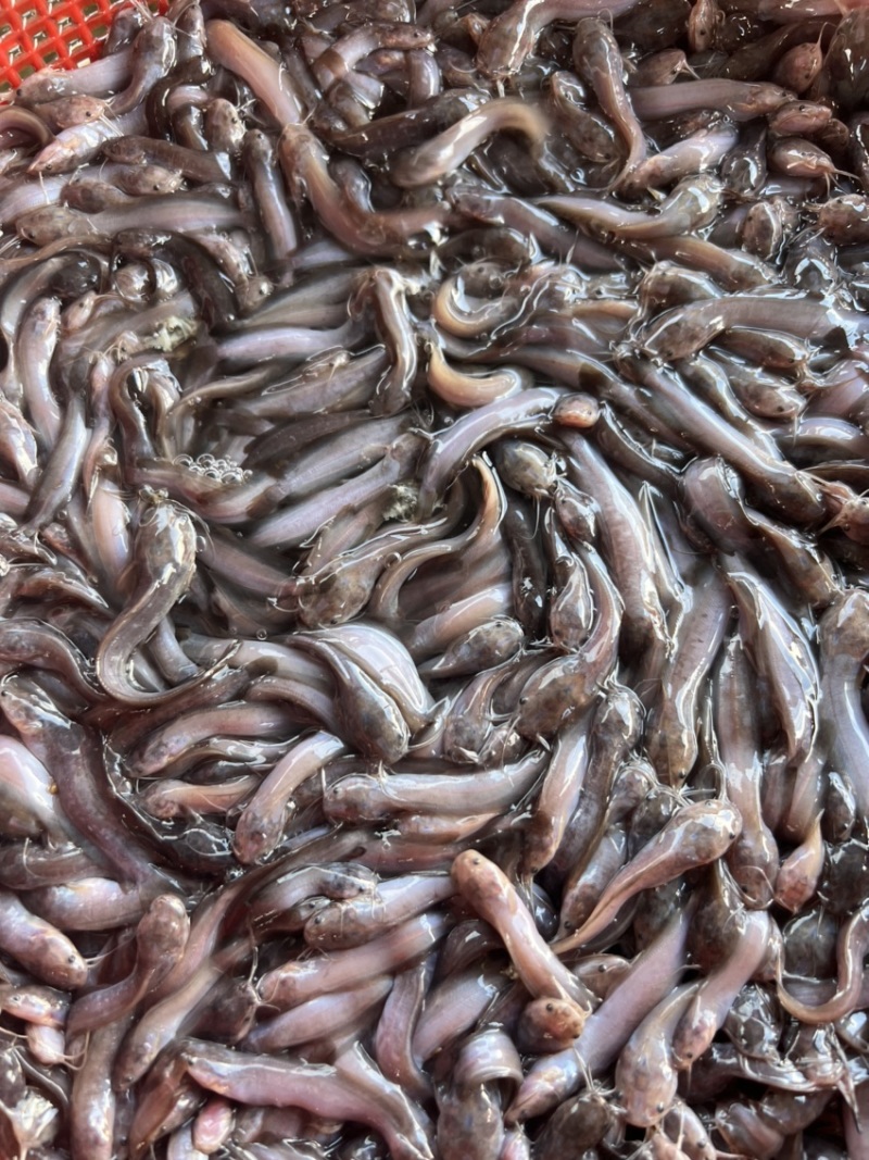 胡子鲶鱼苗、塘虱