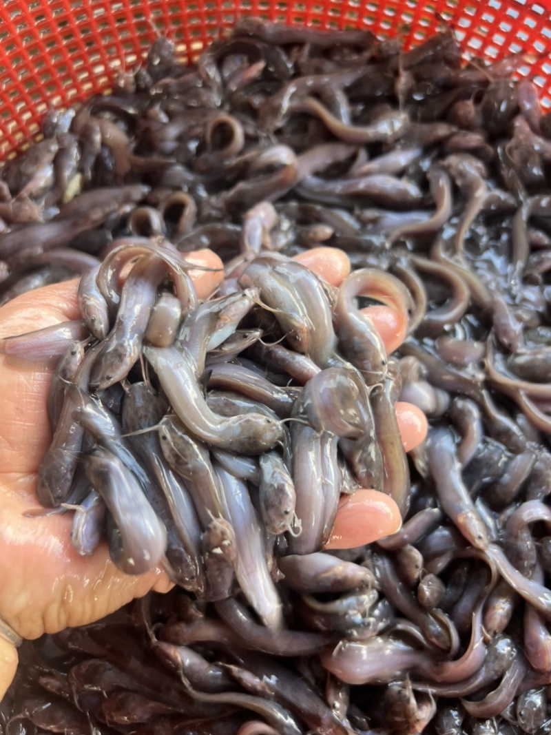 胡子鲶鱼苗、塘虱