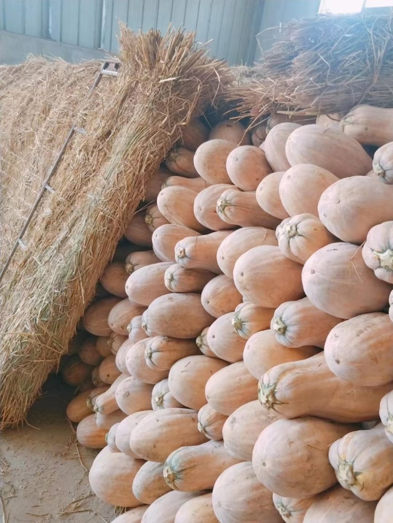 本地老南瓜大量上市，蜜本南瓜产地直发一手货源，可视屏看货