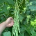 泰国无筋架豆w架豆种子，500克