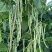 泰国无筋架豆w架豆种子，500克