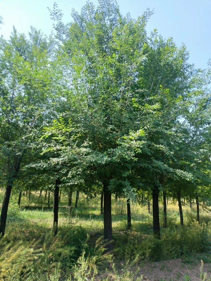 苗圃低价出售榆树/白榆/榆树/嫁接榆树/榆树基地