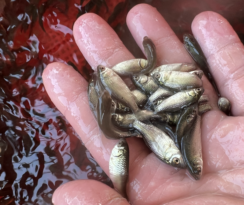 鲫鱼苗3~5公分