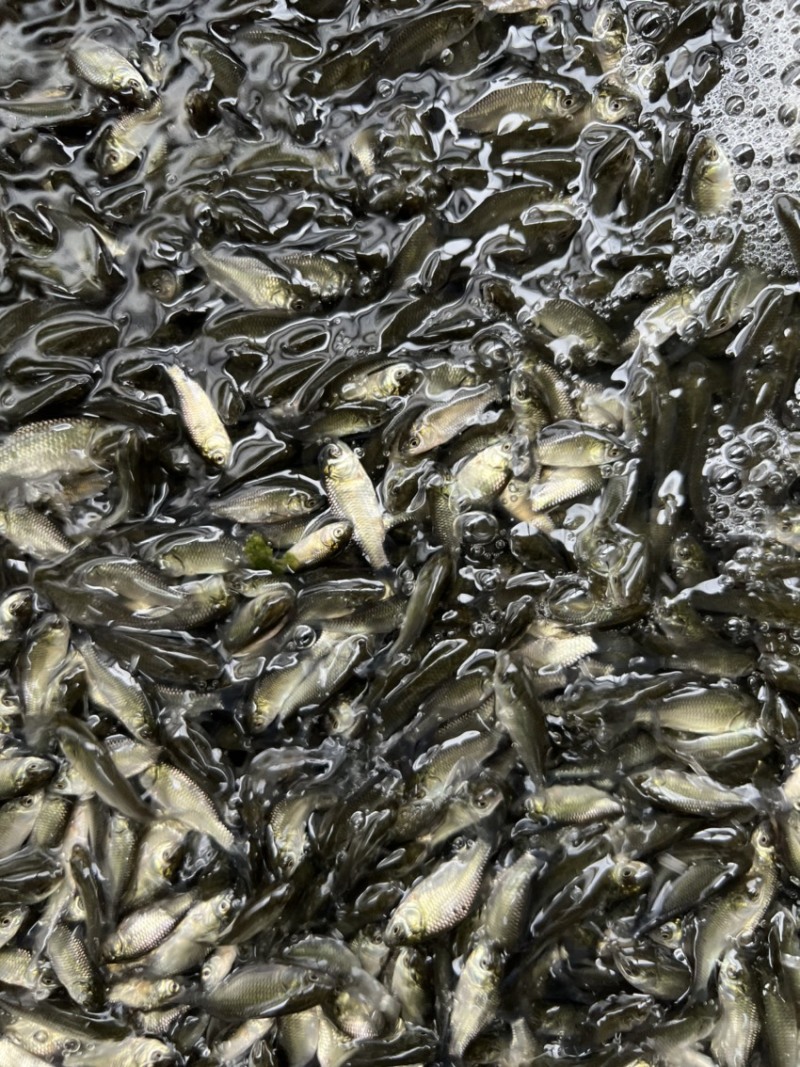 鲫鱼苗3~5公分