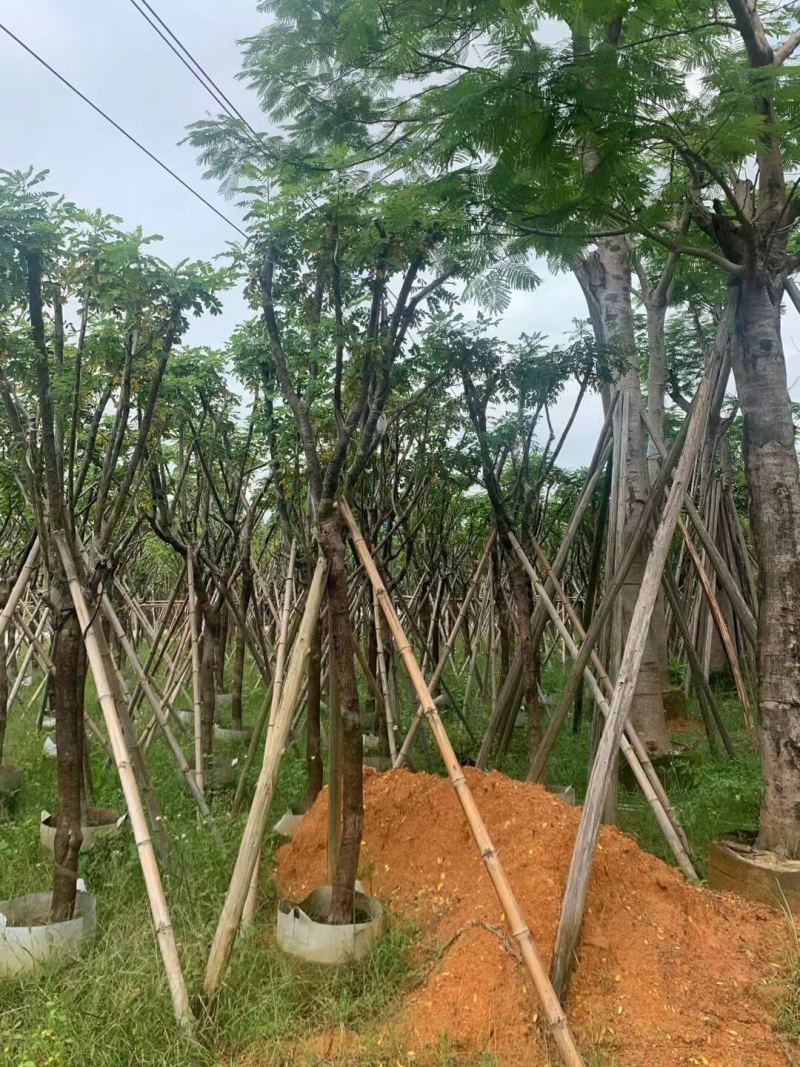 黄槐3-4-5-8-10-12分袋苗各种规格大量现货供应