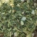 青储玉米饲料，全株玉米秸秆，大量供应全国