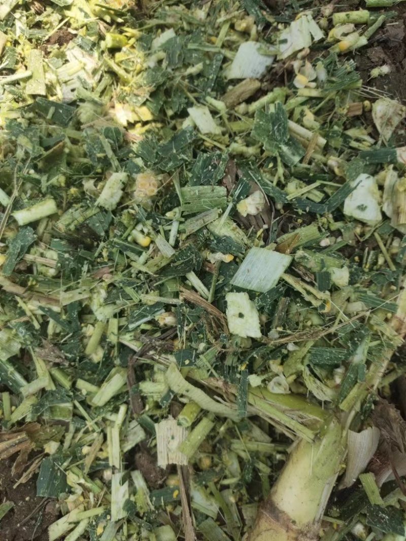 青储玉米饲料，全株玉米秸秆，大量供应全国