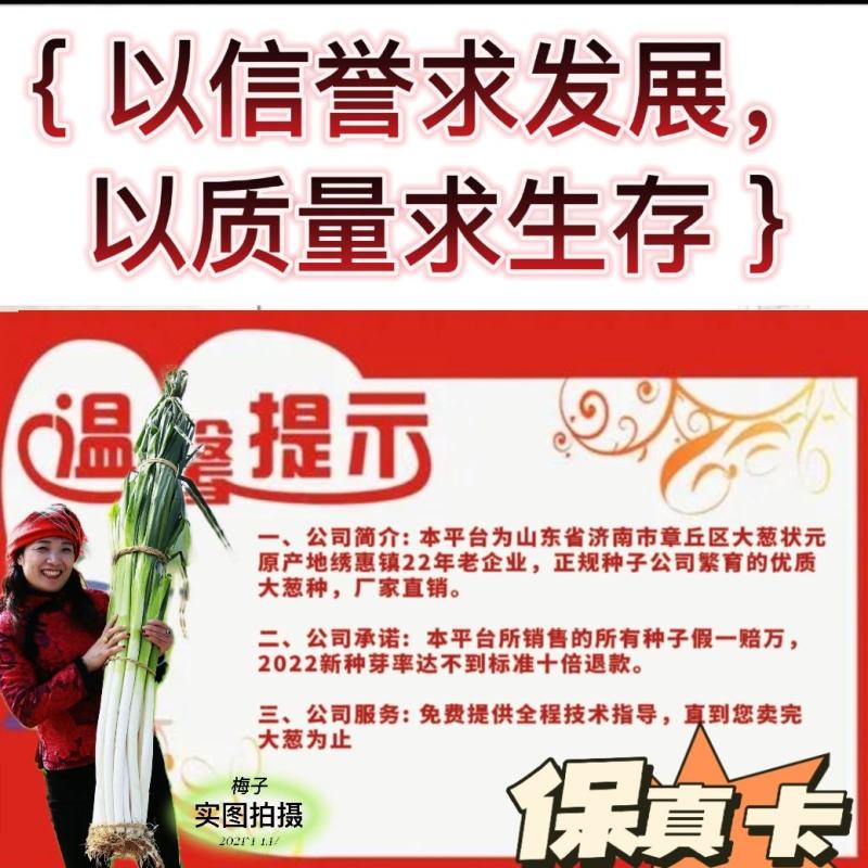 原装进口刚葱铁杆葱四季种植免费技术指导厂家直销