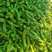 精品薄皮青椒大量上市货源充足四川产地发货质量保证