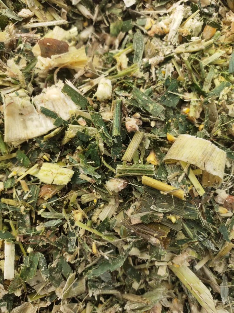 青储玉米饲料，全株玉米秸秆，大量供应全国