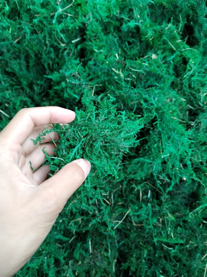干青苔