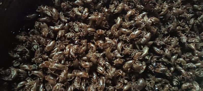 大量出售蝉蜕壳，需要的老板联系