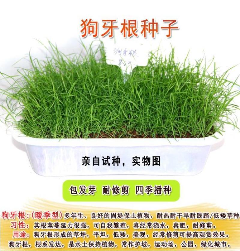狗牙根种子矮生耐践踏免修剪根系发达固土固沙防塌