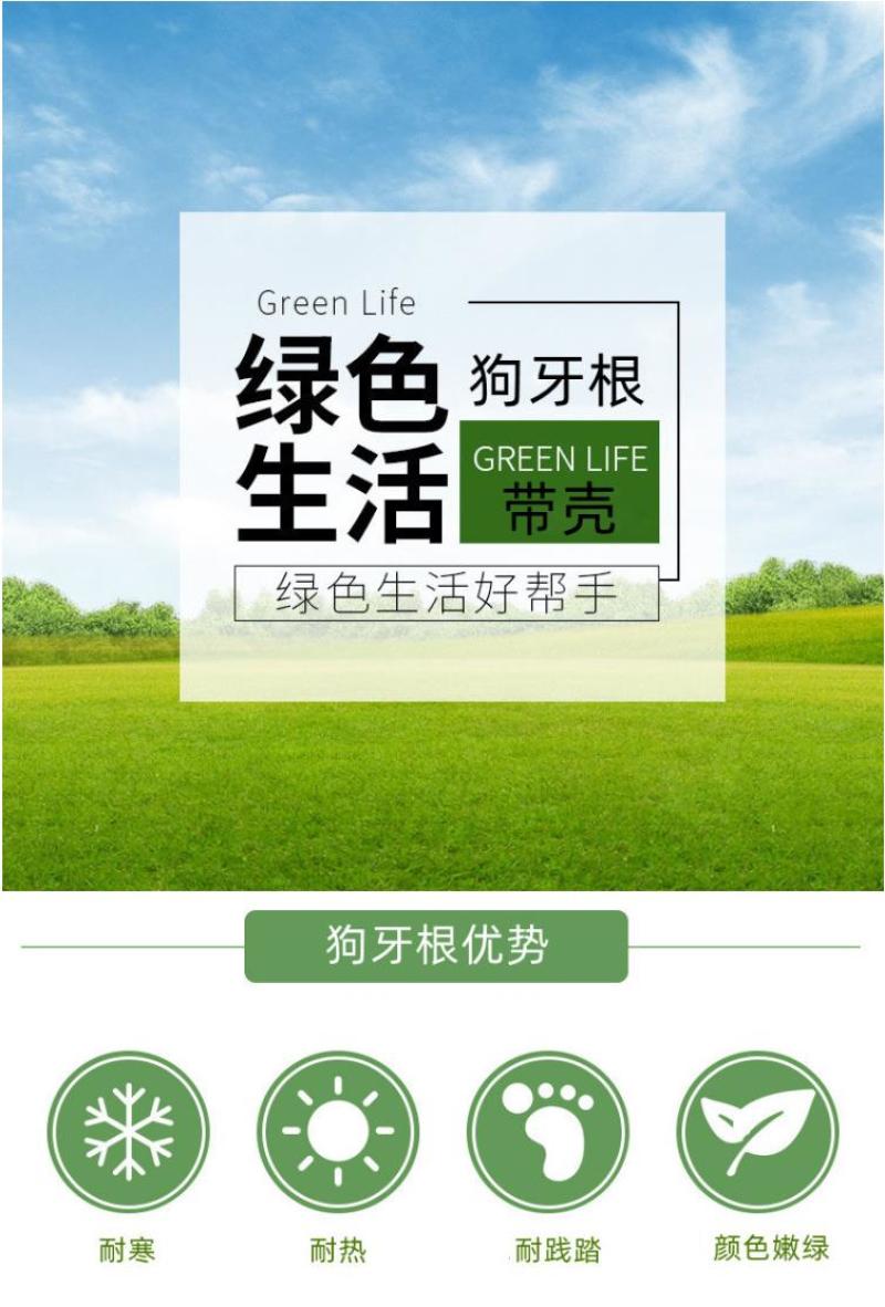 狗牙根种子矮生耐践踏免修剪根系发达固土固沙防塌