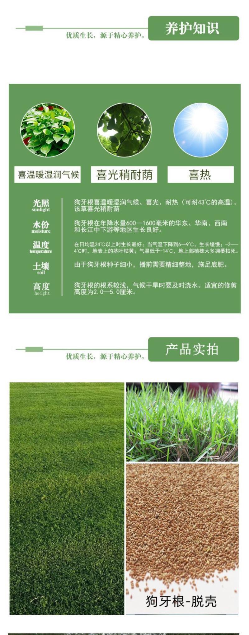 狗牙根种子矮生耐践踏免修剪根系发达固土固沙防塌