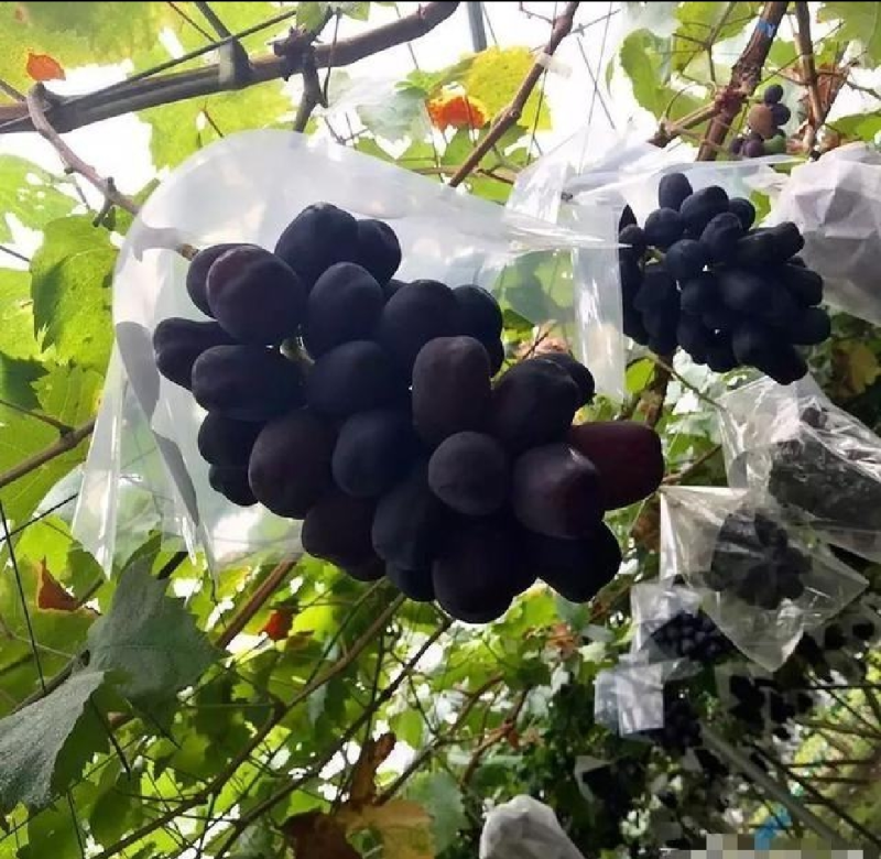 富士之辉葡萄苗5BB3309M砧木保证纯度拒绝假苗