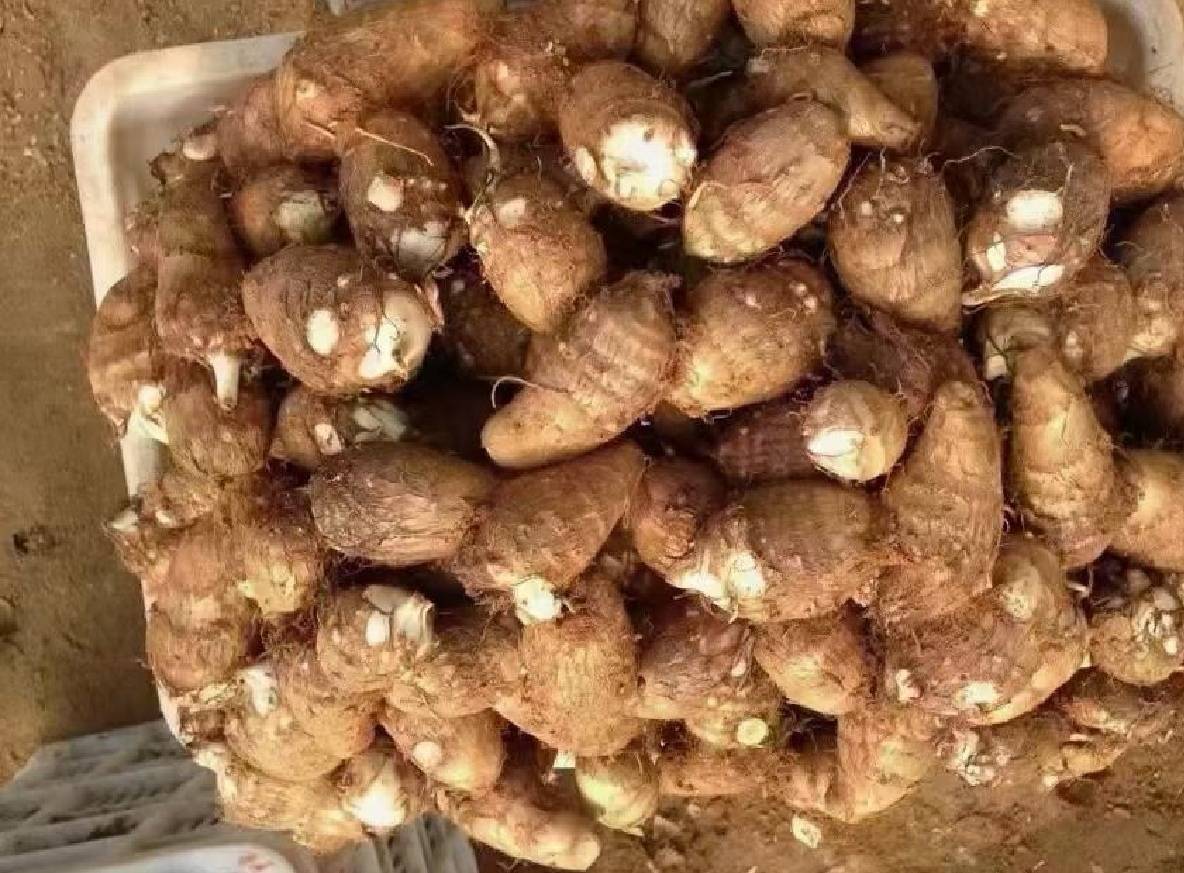 烤箱中正在烘烤的芋头块