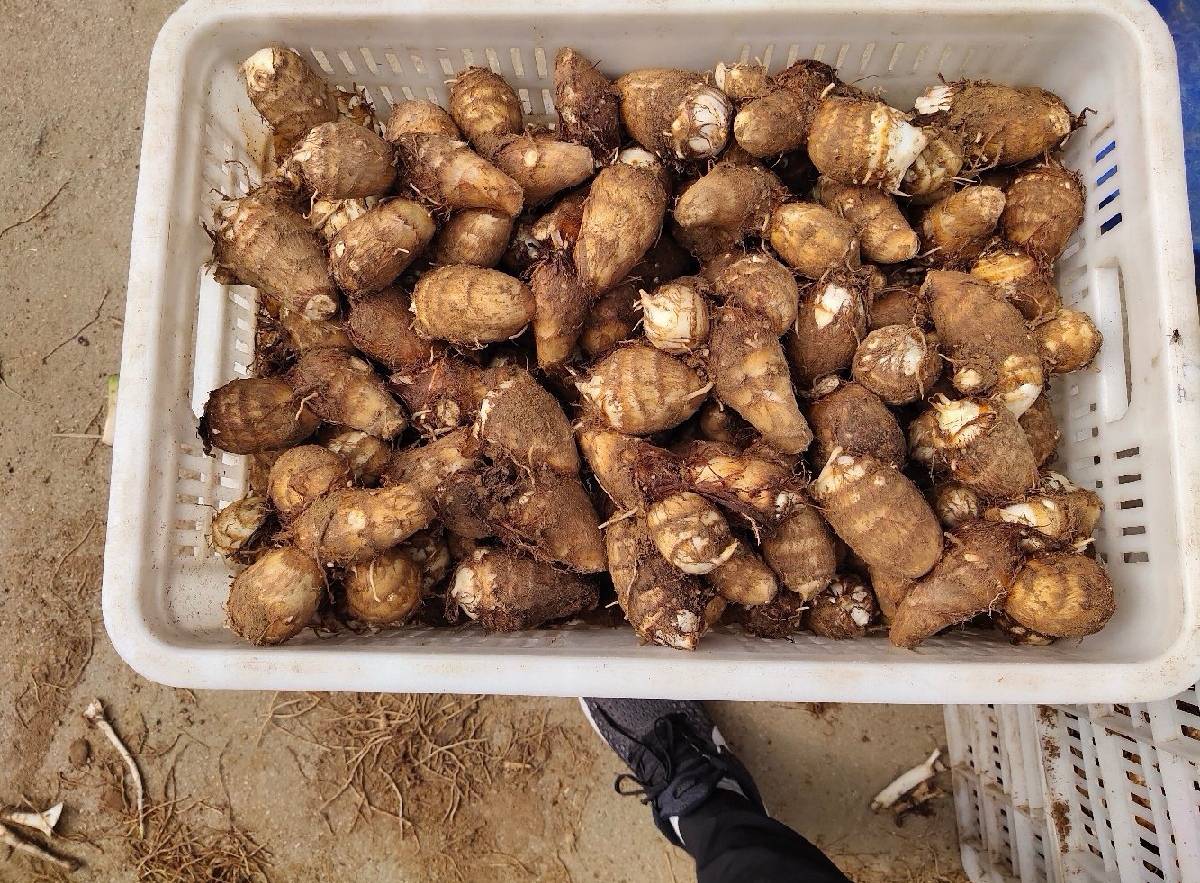 高清微距摄影:左侧为单个重320g的典型母芋头,表皮厚、沟壑深、顶部残留母茎痕;右侧为簇生子芋头(共5枚),个体匀称、表皮薄而光滑、呈浅灰褐色,大小如核桃,底部可见细小须根痕。背景为白色陶瓷托盘,标注尺寸参照尺 母芋头与子芋头实物对比图