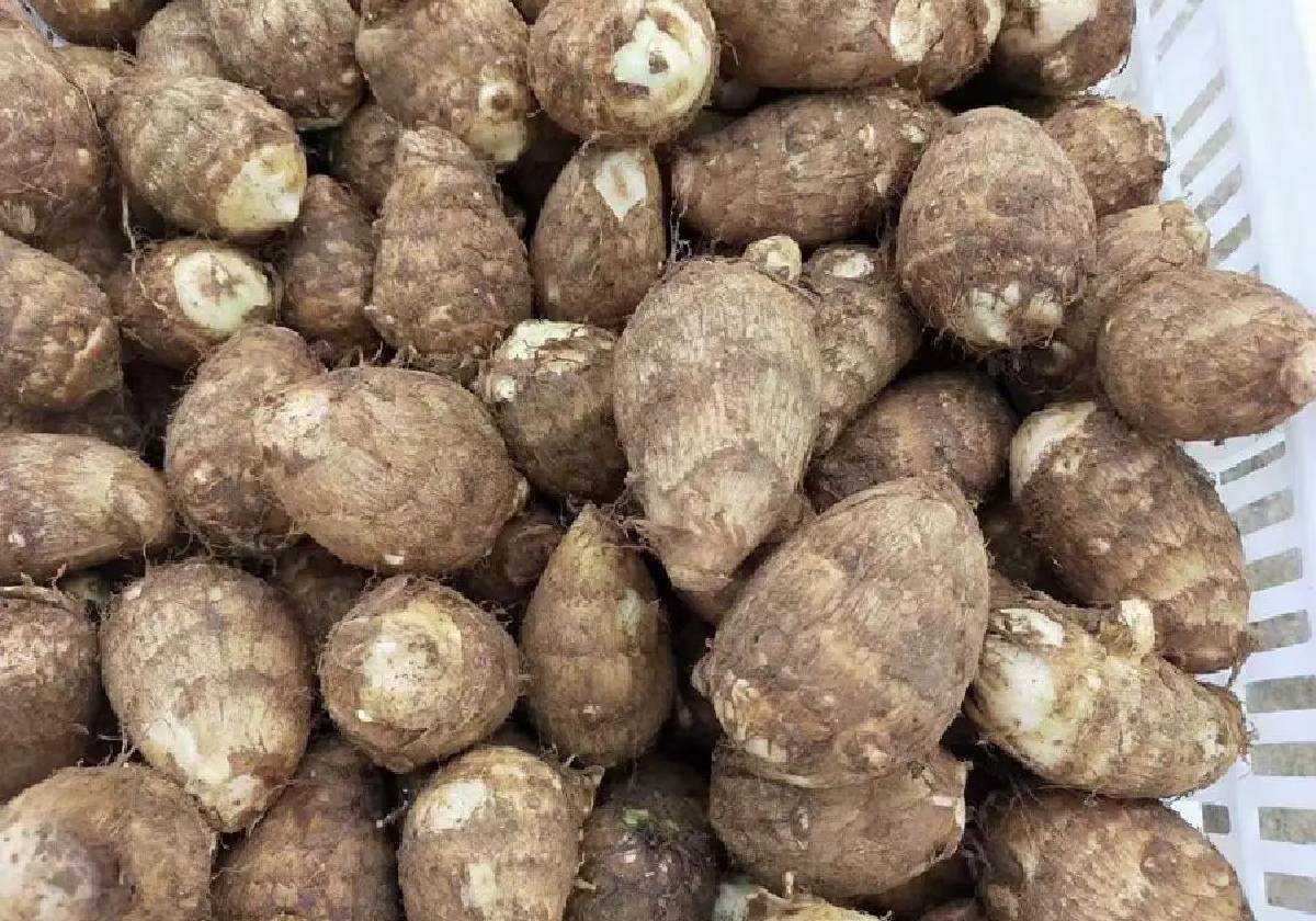 现代化芋头加工车间流水线