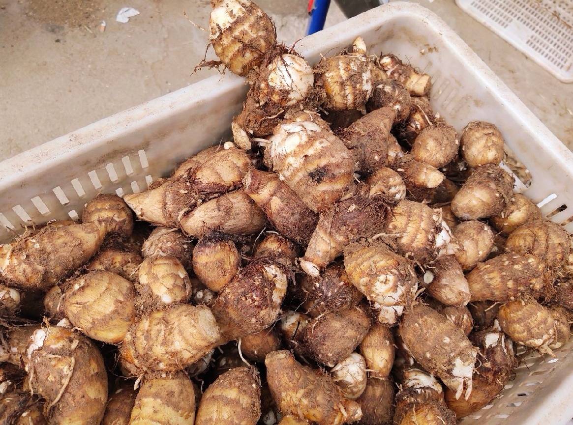 芋头8520深加工产品展示图