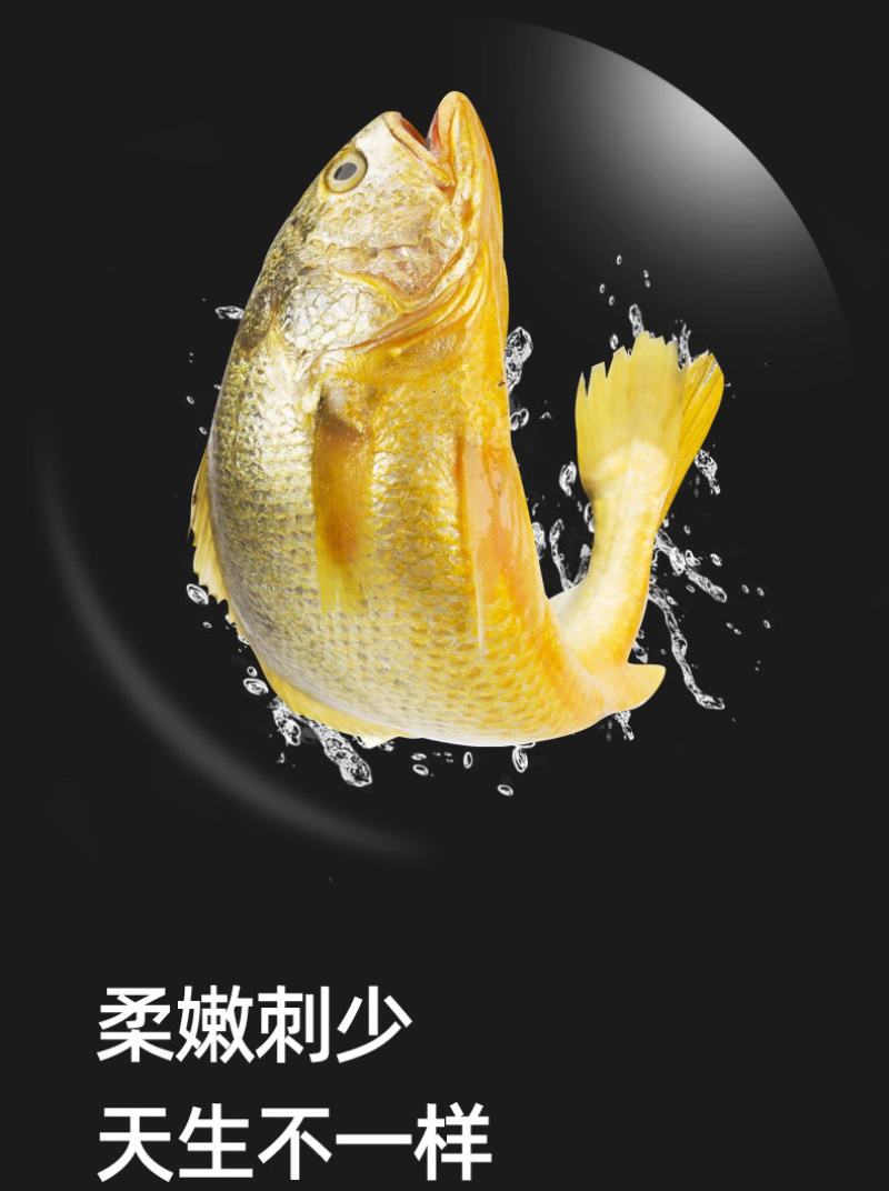 活鱼精品大黄鱼4-6两每条