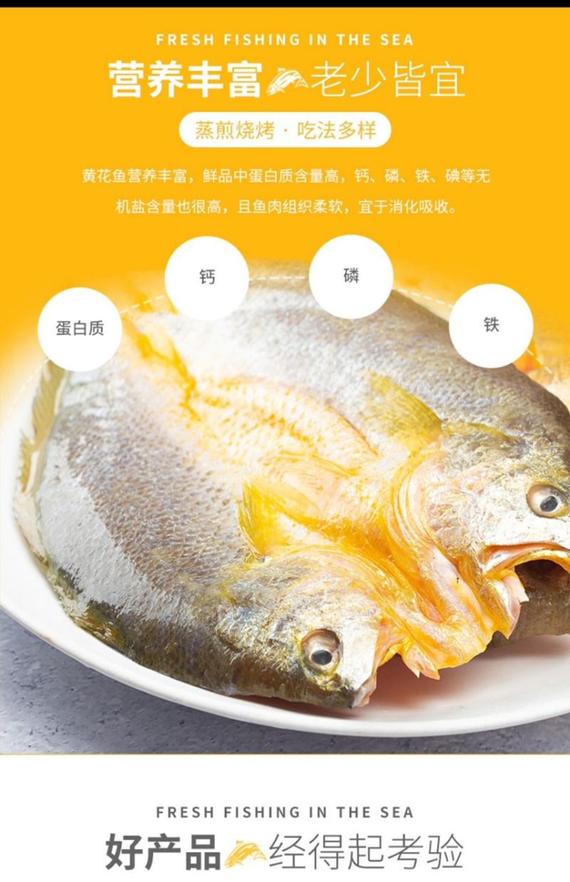 活鱼精品大黄鱼4-6两每条