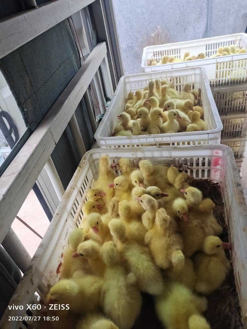 本公司常年出售大种浙东杂交鹅苗，三花鹅苗，泰州鹅苗