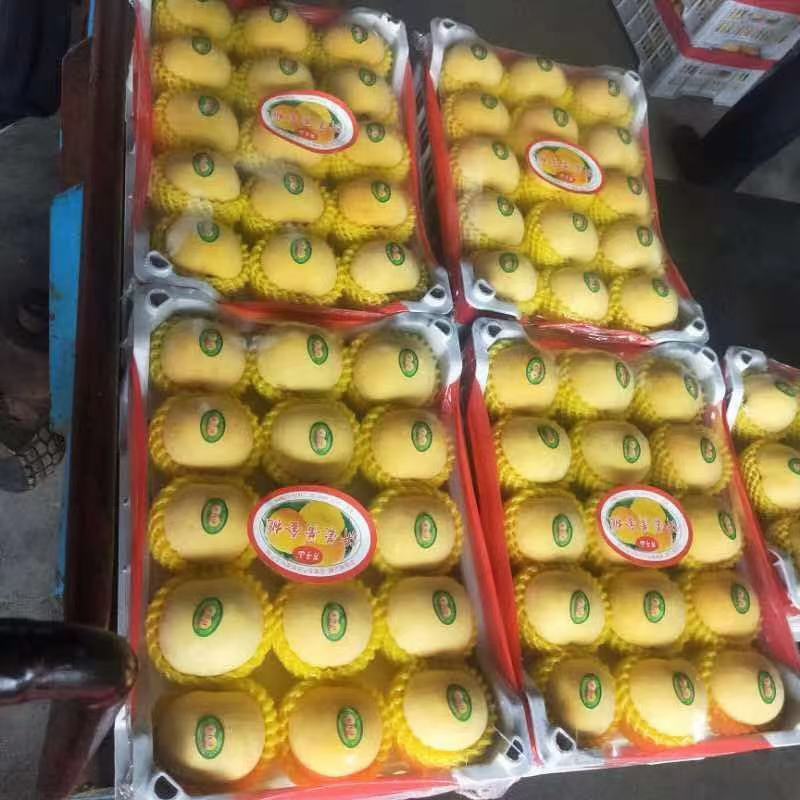 黄桃产地大量上市黄中黄黄金绣支持全国各地发货保证质量