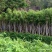 天笙桂12-15分袋苗大量供应私信咨询