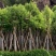天笙桂12-15分袋苗大量供应私信咨询