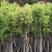 天笙桂12-15分袋苗大量供应私信咨询