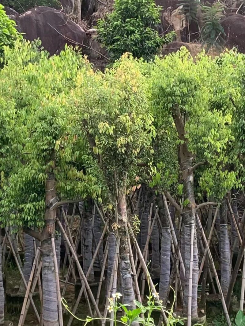 天笙桂12-15分袋苗大量供应私信咨询