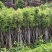 天笙桂12-15分袋苗大量供应私信咨询