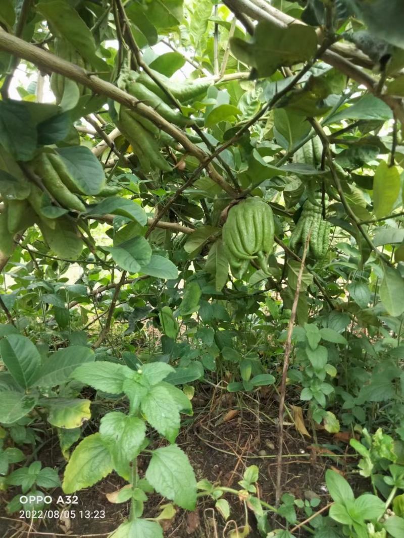 佛手瓜