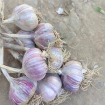 紫皮蒜种