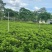 非洲茉莉30-50-80-100高度大量现货供应价格优惠