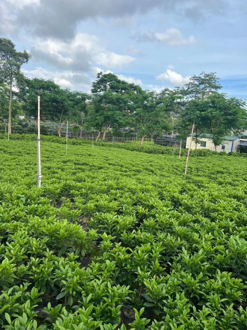 非洲茉莉30-50-80-100高度大量现货供应价格优惠