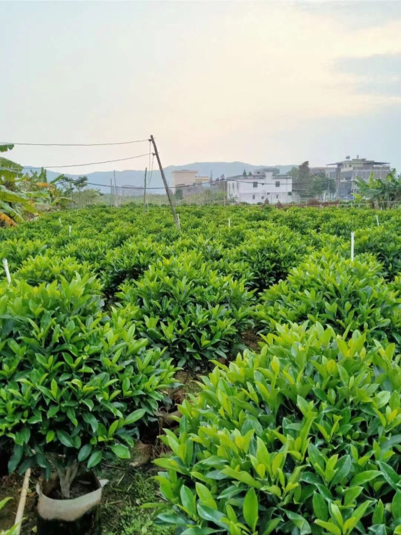 非洲茉莉30-50-80-100高度大量现货供应价格优惠