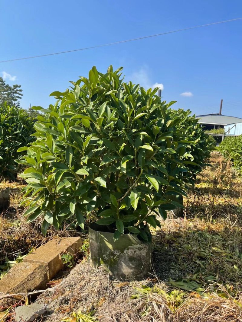 非洲茉莉30-50-80-100高度大量现货供应价格优惠