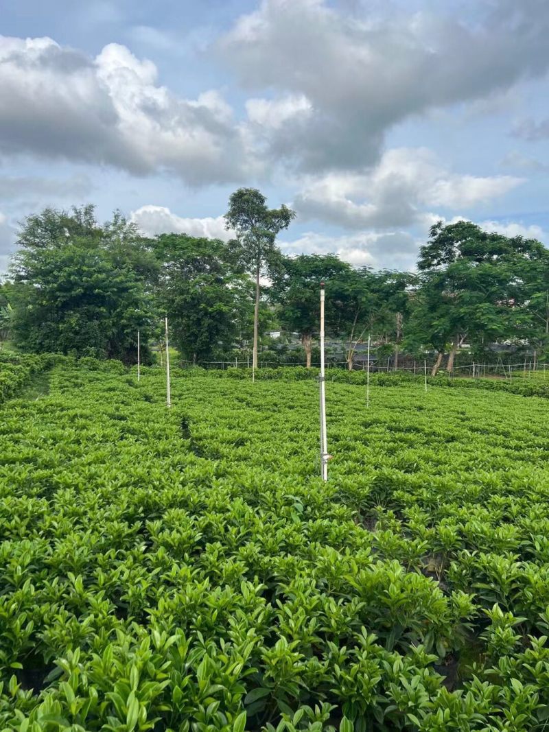 非洲茉莉30-50-80-100高度大量现货供应价格优惠