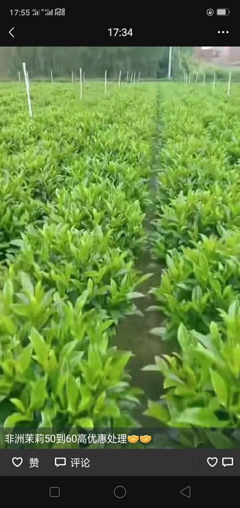 非洲茉莉30-50-80-100高度大量现货供应价格优惠