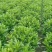 非洲茉莉30-50-80-100高度大量现货供应价格优惠