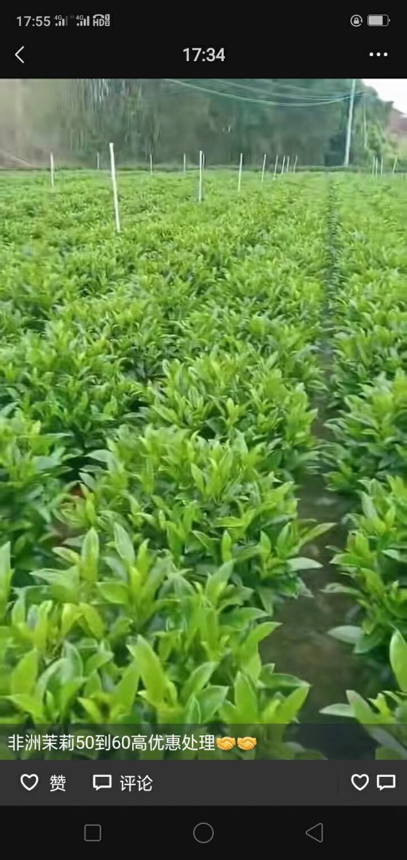 非洲茉莉30-50-80-100高度大量现货供应价格优惠