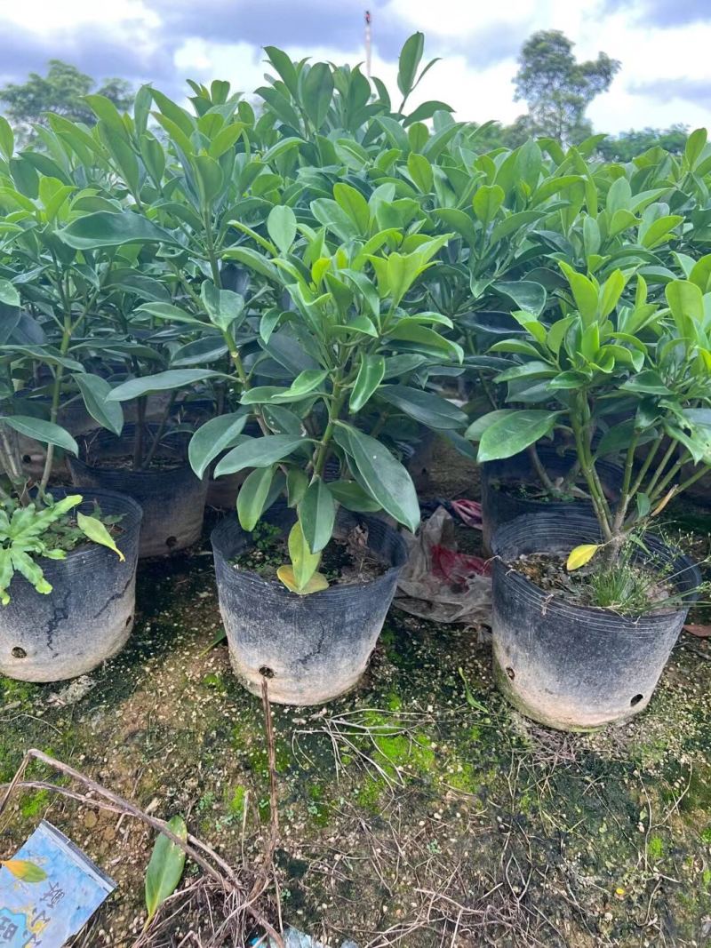 非洲茉莉30-50-80-100高度大量现货供应价格优惠