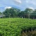 非洲茉莉30-50-80-100高度大量现货供应价格优惠