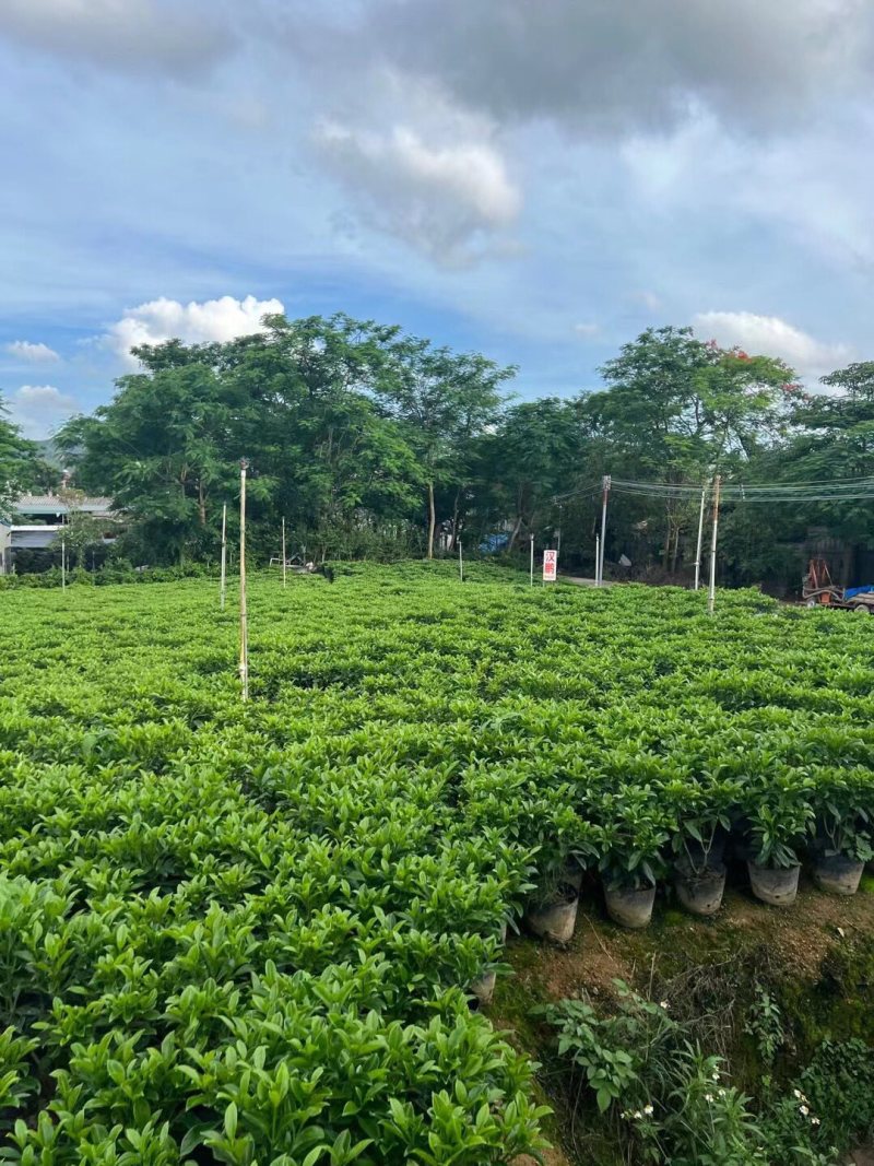 非洲茉莉30-50-80-100高度大量现货供应价格优惠